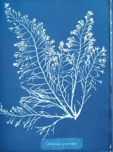 Anna Atkins, Photographs of British Algae, Cyanotype Impressions, 1843-44